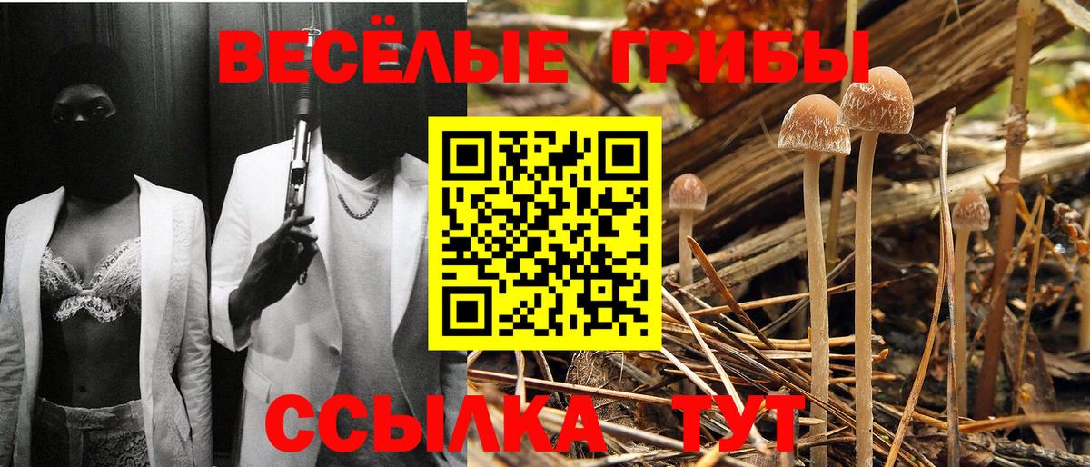 дарнет шоп  Вход с VPN  Славгород  Псилоцибиновые грибы мухоморы 