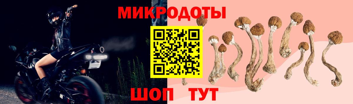 Галлюциногенные грибы Psilocybe Славгород